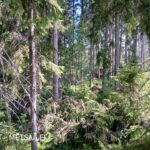 Uudistusalaa ja taimikon kehitystä metsätilalla Ikaalisissa