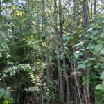 Kasvatusmetsää Myllyojan metsätilalla Pirkanmaalla