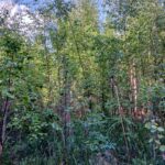 Sekapuustoista taimikkoa metsätilalla Kovelahdessa