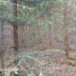 Nuorta lehtipuustoa ja kuusta Myllyojan metsätilalla