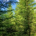 Metsäkuvioita myytävällä metsätilalla Ikaalinen Kovelahti