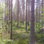 Varttunutta mäntyvaltaista kasvatusmetsää Palokankaan metsätilalla Ikaalisissa