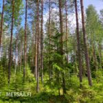 Hyväpuustoista mäntyvaltaista metsää Palokankaan metsätilalla Pirkanmaalla