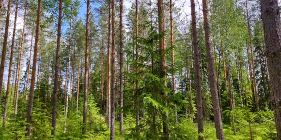 Hyväpuustoista mäntyvaltaista metsää Palokankaan metsätilalla Pirkanmaalla