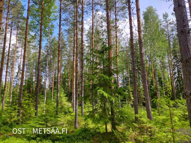 Hyväpuustoista mäntyvaltaista metsää Palokankaan metsätilalla Pirkanmaalla