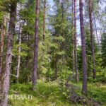 Sekapuustoista metsää Palokankaan metsätilalla Ikaalinen Riitiala