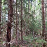 Puustoinen metsäalue Palokankaan metsätilalla Ikaalisissa Pirkanmaalla
