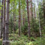 Varttunutta kasvatusmetsää ja hyvä puusto Palokankaan metsätilalla