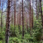 Mäntyvaltaista metsää Palokankaan metsätilalla Ikaalisissa