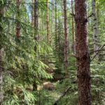 Kasvatusmetsää Palokankaan metsätilalla Riitialassa Ikaalisissa