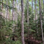 Sekapuustoista metsää Palokankaan metsätilalla Ikaalisten Riitialassa – koivua, kuusta ja mäntyä kasvavalla metsäalueella
