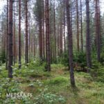 Varttunutta mäntyvaltaista kasvatusmetsää Palokankaan metsätilalla Ikaalisissa Pirkanmaalla