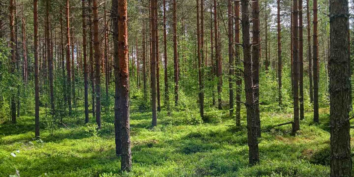Valoisaa mäntykangasta Palokankaan metsätilalla Ikaalisten Riitialassa