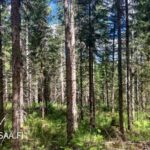 Järeää kuusivaltaista metsää rehevällä metsäpohjalla Uusipuron metsätilalla