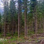 Kartta Uusipuron metsätilan sijainnista Polvijärven Rasivaarassa Pohjois-Karjalassa