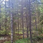 Myytävä metsätila Polvijärven Rasivaarassa – varttunutta mänty- ja kuusivaltaista metsää