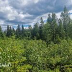 Metsäkohde Pohjois-Karjalassa – valoisaa sekametsää, jossa mäntyä, kuusta ja koivua