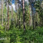 Valoisaa kuusimetsää ja rehevää aluskasvillisuutta Uusipuron metsätilalla