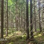 Koivu- ja kuusisekametsää Uusipuron metsätilalla Pohjois-Karjalassa