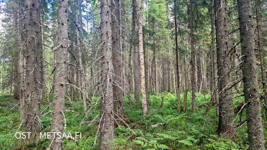Uusipuron metsätila Rasivaarassa – tiheää kuusivaltaista metsää ja tasaista metsäpohjaa