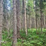 Uusipuron metsätila Rasivaarassa – tiheää kuusivaltaista metsää ja tasaista metsäpohjaa