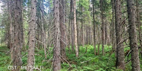 Uusipuron metsätila Rasivaarassa – tiheää kuusivaltaista metsää ja tasaista metsäpohjaa