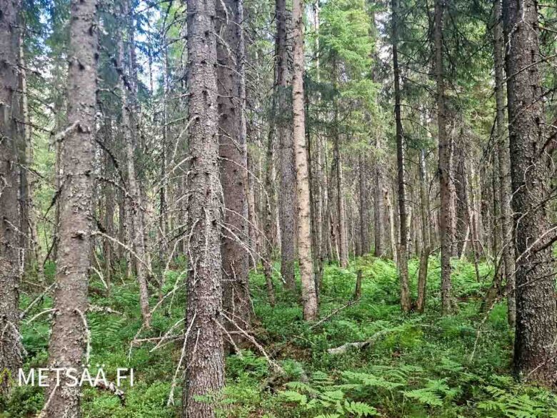 Uusipuron metsätila Rasivaarassa – tiheää kuusivaltaista metsää ja tasaista metsäpohjaa