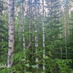 Myytävä metsätila Polvijärvellä – varttunutta kuusikkoa ja hyväpuustoista kasvatusmetsää