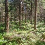 Metsätila Uusipuro Polvijärvellä – järeää kuusivaltaista sekametsää lehtomaisella kankaalla