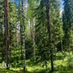 Varttunutta kuusikkoa ja harvennettua metsää Uusipuron metsätilalla