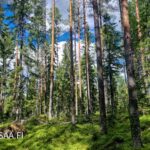 Kuusivaltainen varttunut kasvatusmetsä Uusipuron metsätilalla Pohjois-Karjalassa