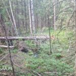 Nuorta taimikkoa ja uudistusalaa Uusipuron metsätilalla Polvijärvellä