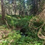 Metsätila Uusipuro – purouoma ja kostea painanne lisäävät kohteen monimuotoisuutta