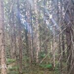 Myytävä metsätila Pohjois-Karjalassa – järeää männikköä ja kuusikkoa vaihtelevassa maastossa