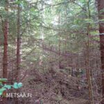 Tiheää kuusivaltaista metsää Teurastenmaa ja Sorko -metsätiloilla Ikaalisten Riitialassa