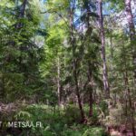 Rehevää metsäpohjaa ja kuusikkoa Teurastenmaa ja Sorko -metsätiloilla Riitialassa