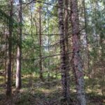 Varttunutta sekapuustoa Teurastenmaa ja Sorko -metsätiloilla Ikaalisten Riitialassa