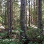 Hyväkasvuista kuusimetsää Teurastenmaa ja Sorko -metsätiloilla Pirkanmaalla