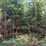 Rehevää sekametsää Teurastenmaa ja Sorko -metsätiloilla Ikaalisissa