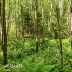 Lehtomaista kangasta ja rehevää metsäpohjaa Teurastenmaa ja Sorko -metsätiloilla
