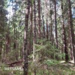 Uudistuskypsää kuusivaltaista metsää Teurastenmaa ja Sorko -metsätiloilla Ikaalisissa