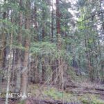 Varttunutta kuusimetsää Teurastenmaa ja Sorko -metsätiloilla Pirkanmaalla