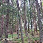 Uudistuskypsää sekapuustoa Teurastenmaa ja Sorko -metsätiloilla Ikaalisissa