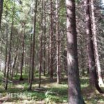 Valoisaa varttunutta kuusikkoa Teurastenmaa ja Sorko -metsätiloilla Pirkanmaalla