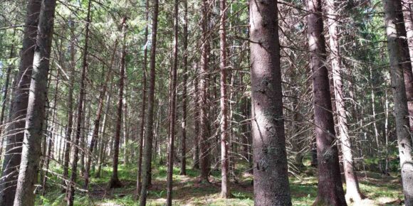 Valoisaa varttunutta kuusikkoa Teurastenmaa ja Sorko -metsätiloilla Pirkanmaalla