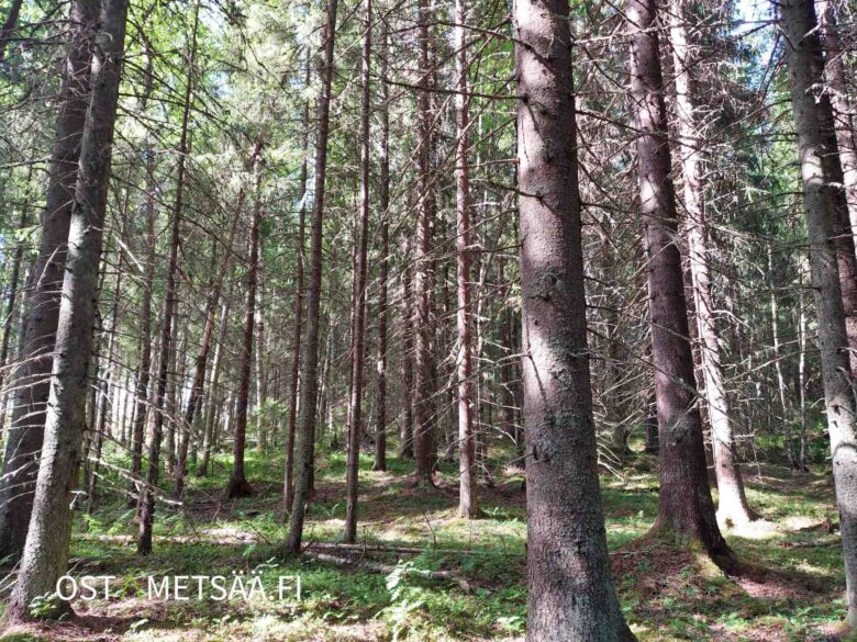 Valoisaa varttunutta kuusikkoa Teurastenmaa ja Sorko -metsätiloilla Pirkanmaalla