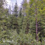 Nuorempaa taimettunutta metsää Teurastenmaa ja Sorko -metsätiloilla Ikaalisten Riitialassa