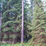 Kuusivaltaista metsämaata Teurastenmaa ja Sorko -metsätiloilla Ikaalisissa