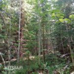 Monipuolista sekametsää Teurastenmaa ja Sorko -metsätiloilla Pirkanmaalla
