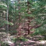 Metsämaisemaa ja kasvavaa puustoa Teurastenmaa ja Sorko -metsätiloilla Ikaalisissa